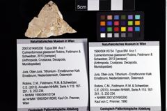 Foto (Objket + Etiketten) von Culmenformosa glaessneri (Robins, Feldmann & Schweitzer, 2013) 